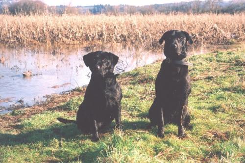 Gussi MH CDX RE CGC and Zane SH (Gussi pup) owned by Polly Hollbrook