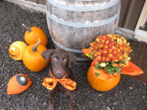 Hemi's first Halloween