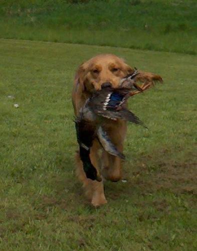 Golden Retriever, Junior Hunter, AKC Rally