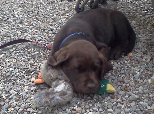 Chocolate Labrador Puppy