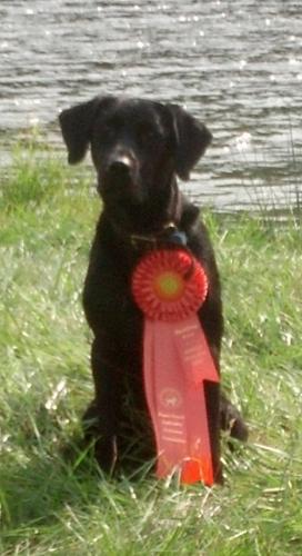 AKC Junior Hunter Pass Puget Sound Labrador Retirver Club