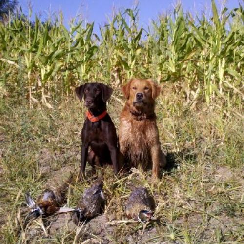 Chocolate Labrador, Pheasant Hunting, Up-Land Hunting, Golden Retriever