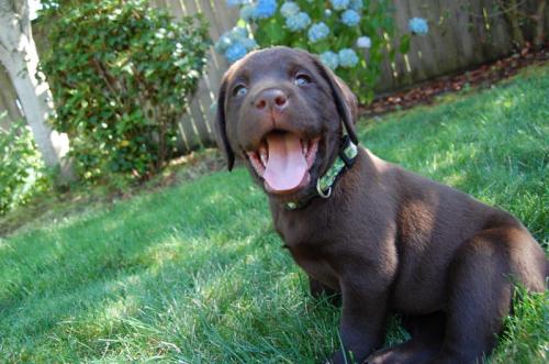 Chocolate Labrador Retriever Puppy