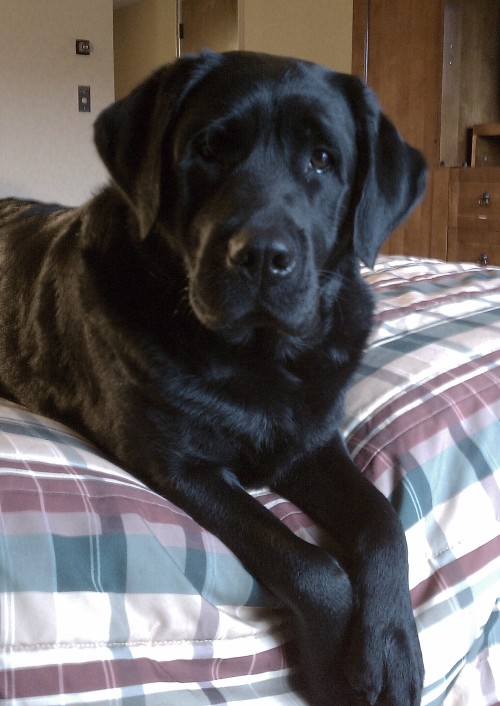 Black Labrador Retriever on the bed