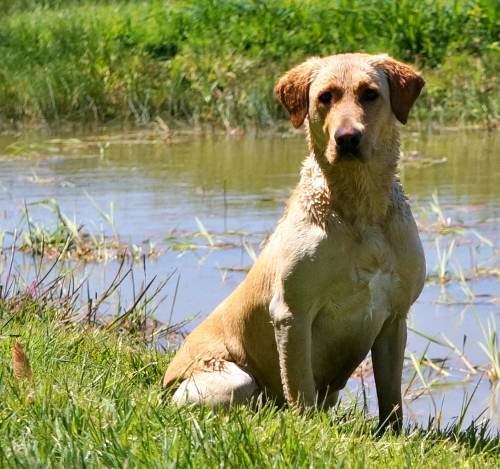 Yellow labrador sitting by a pond