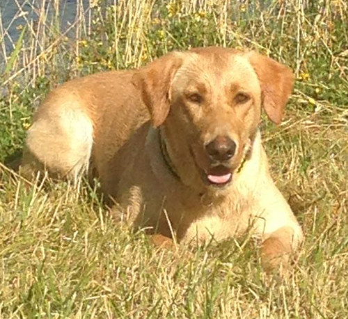 Labrdor laying in grass