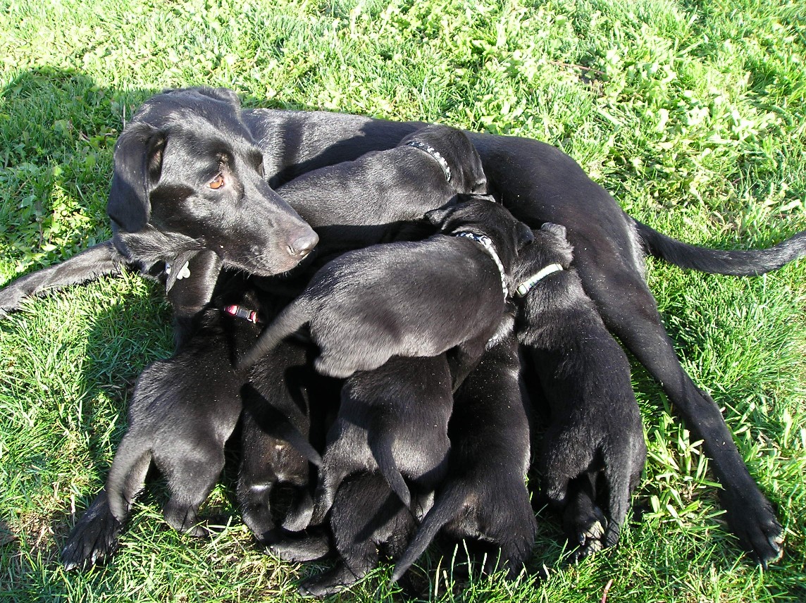 Look at all the labrador puppies for sale.  They are all so cute.