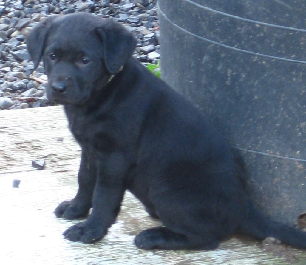 One of the puppies for sale.  This black lab is a beauty.