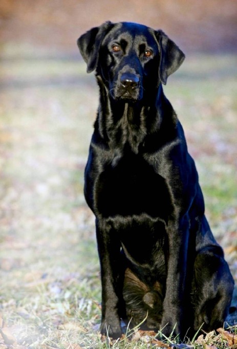 Black labrador retriever