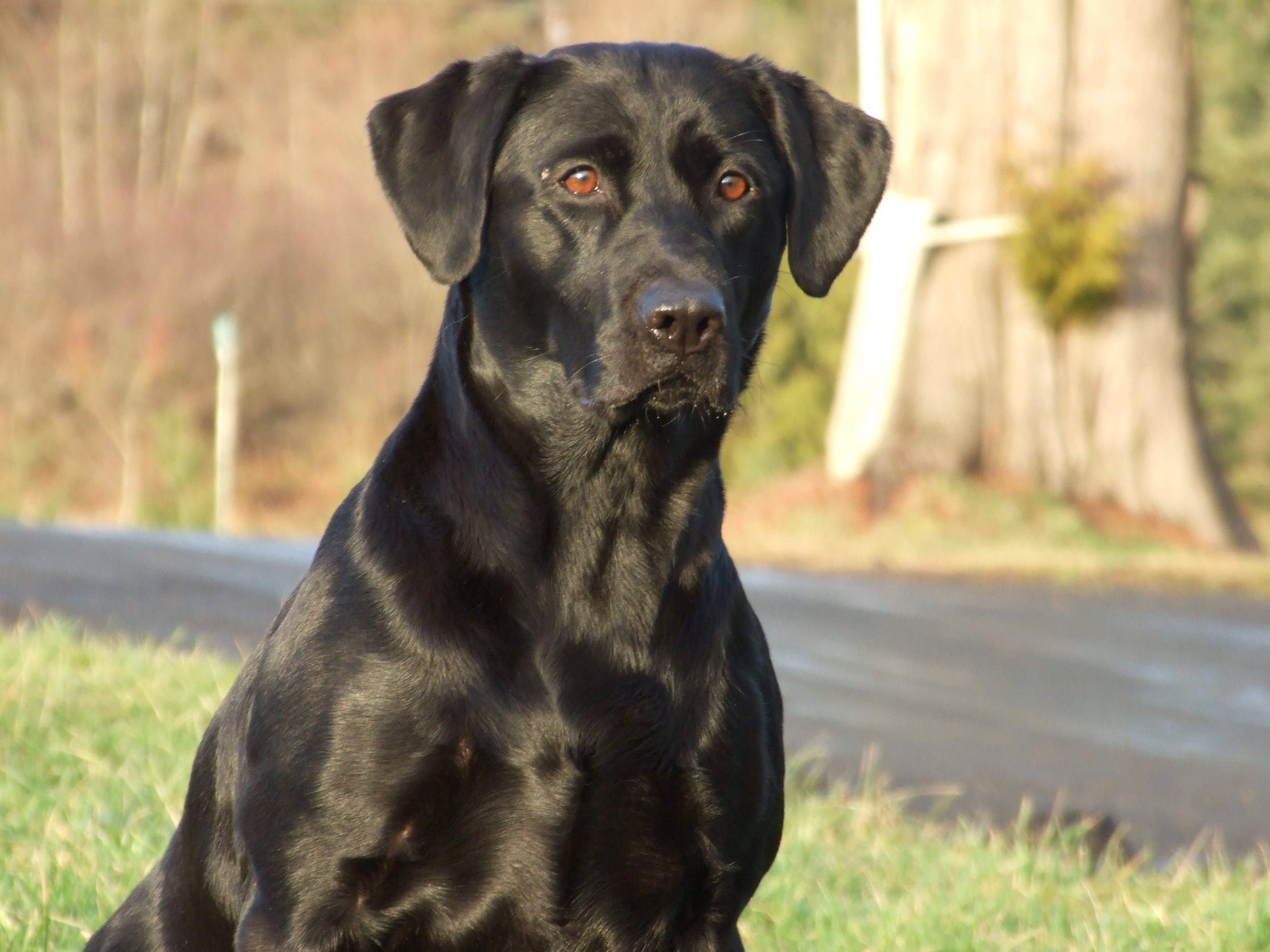 Gussi, a retired Labrador Retriver, has had many puppies that have gone on to be very successful.