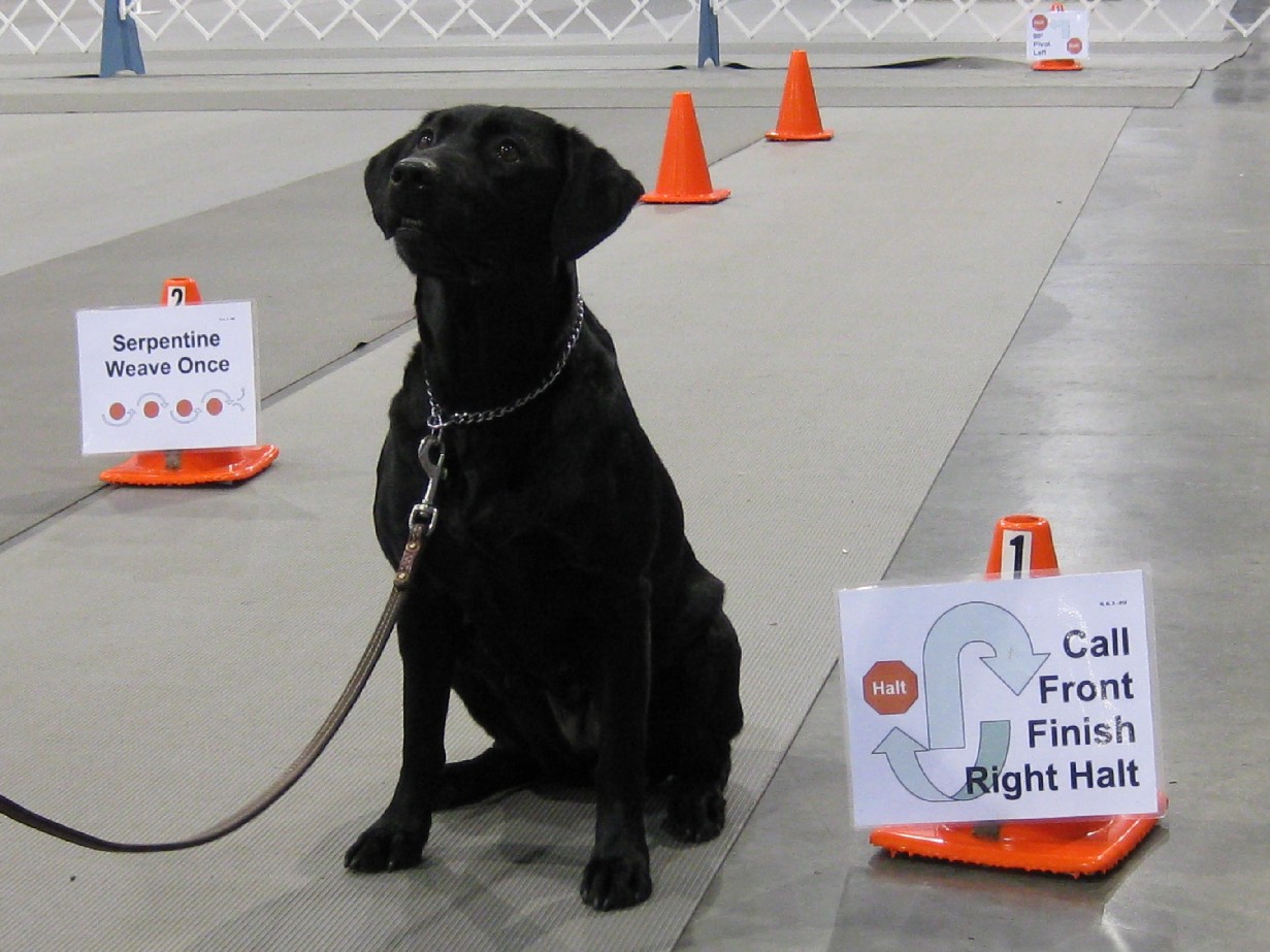 Gussi, a retired Labrador retriever that has had many puppies with great potential.