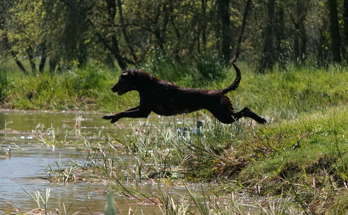 Chocolate Labrador jumping in a pond on a retrieve