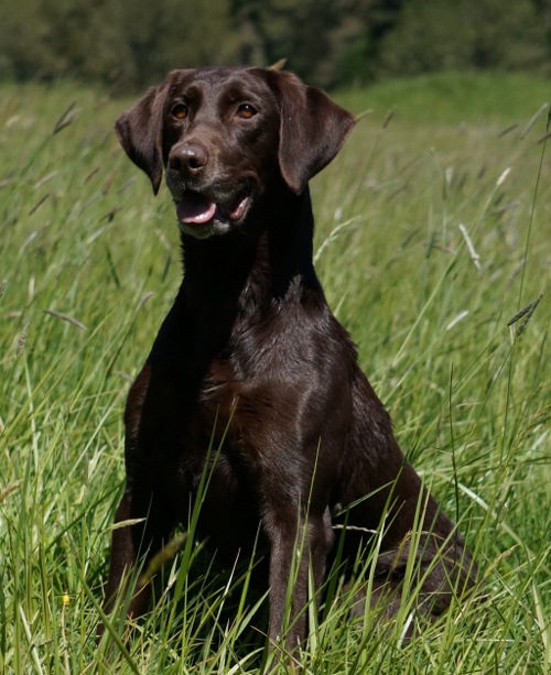 beautiful chocolate labrador