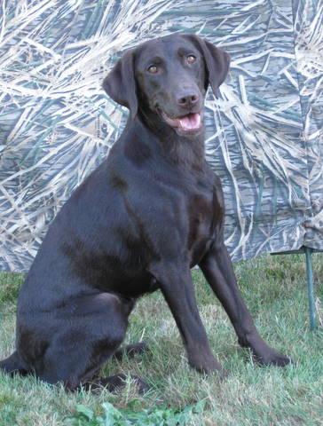 Female Chocolate Labrador Retriever named Hemi.