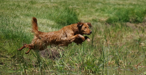 Norma Jean jumping into a pond