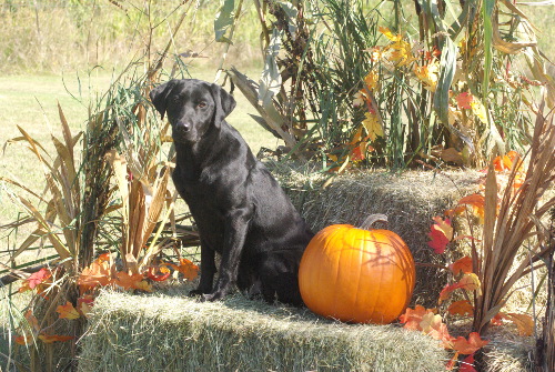 Black Labrador in fall setting