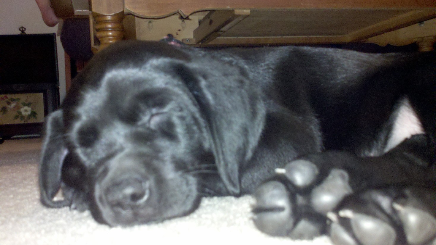 Black Labrador retriever puppy