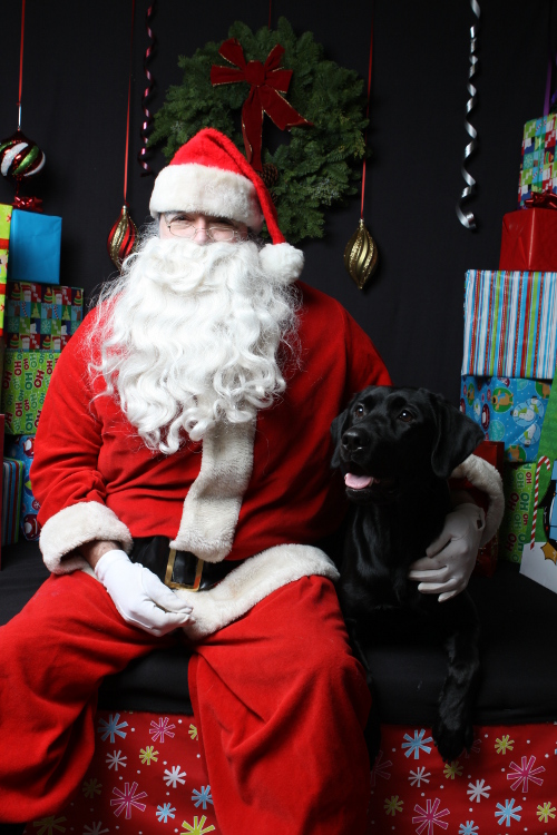 Black labrador retriever with Santa Claus