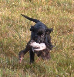 a black lab puppy retrieving a duck