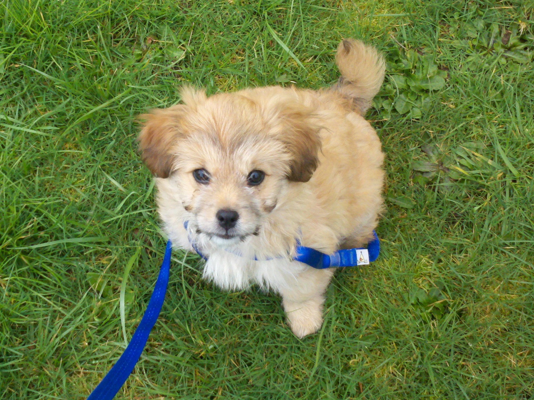 a cute terrier puppy training in the grass