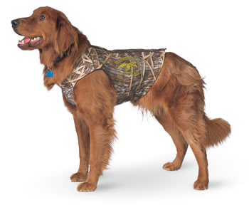 Golden Retriever wearing neoprene vest