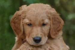 Golden retriever puppy for sale in Oregon.