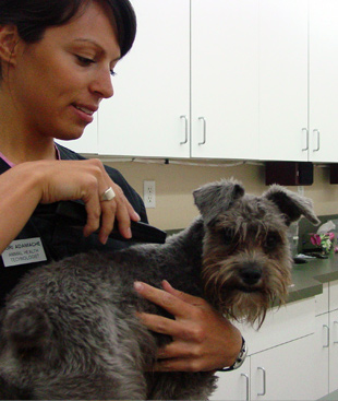 Vet tech and dog