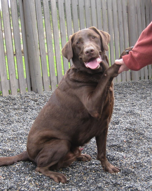 Chcolate Labrador Retriever