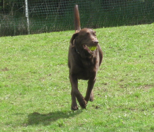 Chocolate Lab playing with a ball