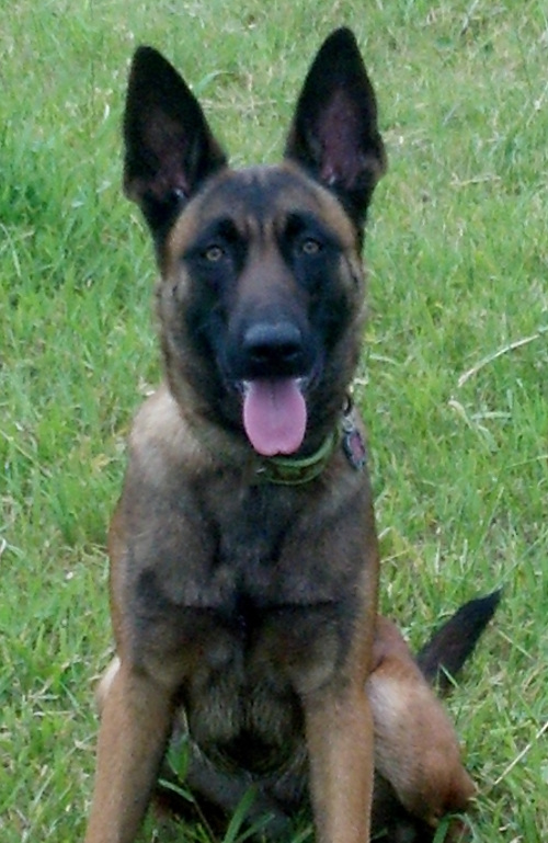 Working Belgian Malinois sitting