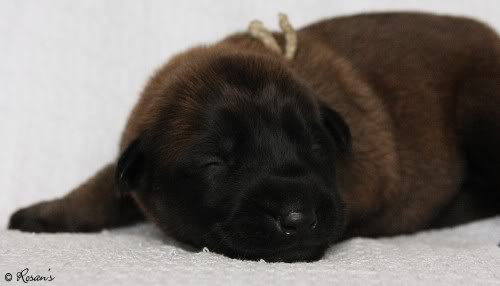 belgian malinois puppy 