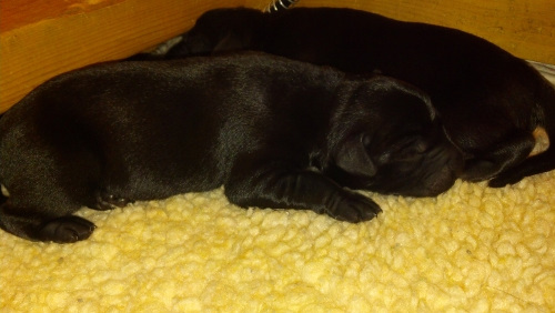 Male black Labrador puppy