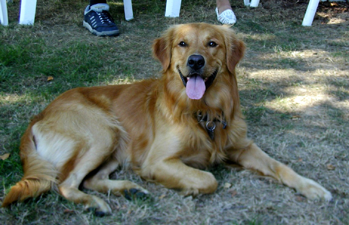 golden retriever