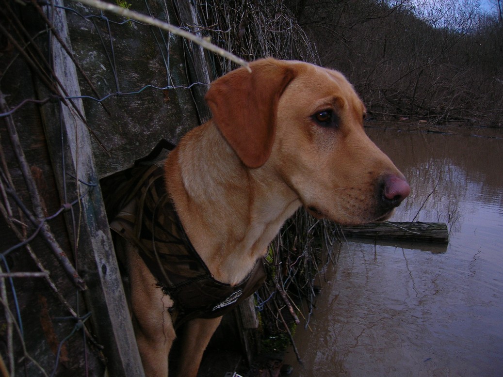 With in house training, Adrienne Hardin prepares this Retriever with hunt test training.