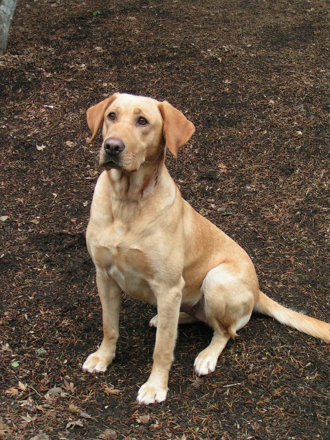 yellow labrador retriever