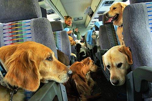 retrievers on an airplane