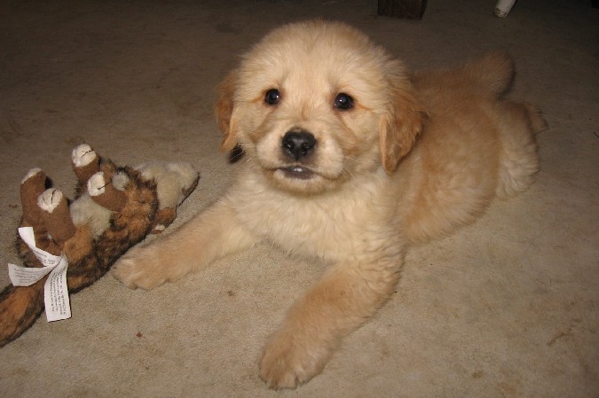 golden retriever puppy