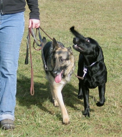 Germand shepherd and black labrador retriever heeling together