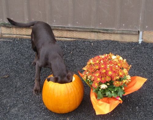 Chocolate Labrador with her head in a pumpkin