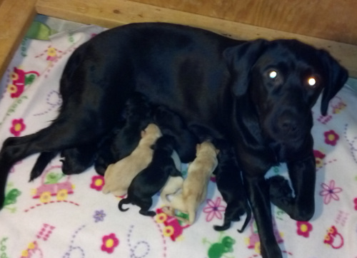 Black labrador mother and litter of puppies