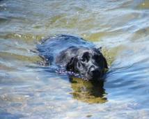 Lab swiming in the a pond