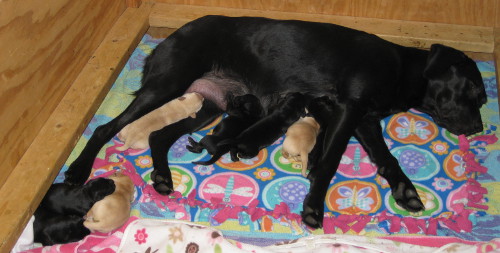 a litter of black anc yellow labrador puppies