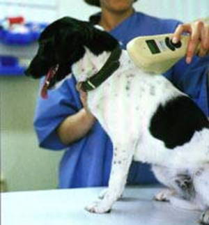 Dog being microchip scaned