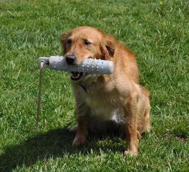 Golden retriever with bumper