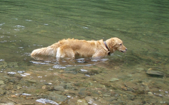 Golden Retriever in the river