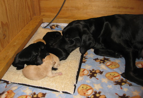 Black and Yellow labrador retriever litter on warmer