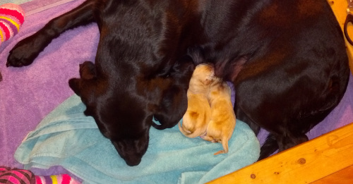 Black labrador mother and puppies