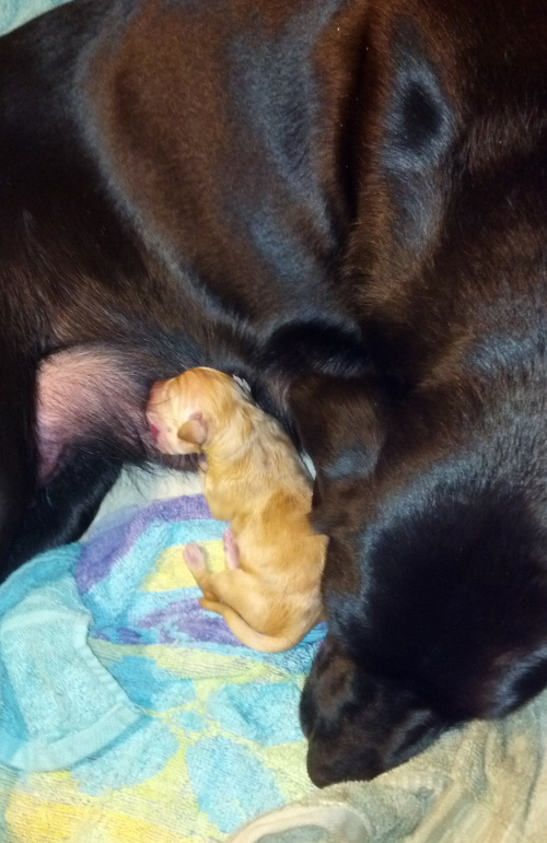 Yellow labrador puppy just born