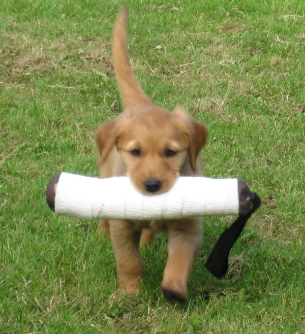 little golden retriever puppy with bumper