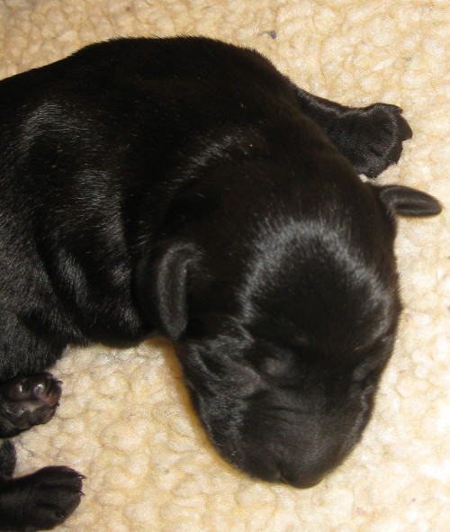 Black labrador puppy